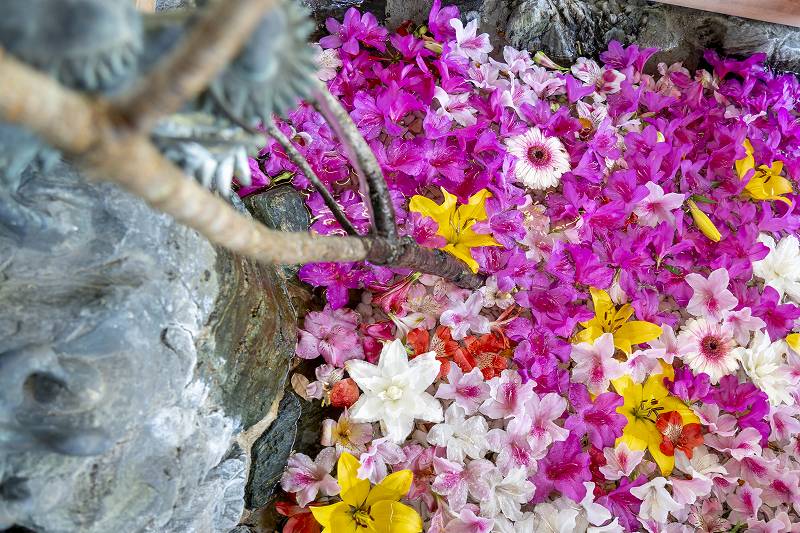 大鳥大社：花手水 - 大鳥大社