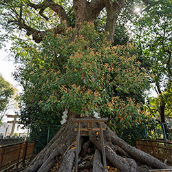 根上りの大楠